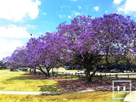 Browse our dogwood, magnolia, lilac, redbuds and more trees now! Best Jacaranda Trees Brisbane - Picnic Under Purple ...