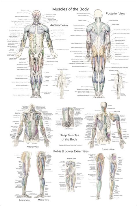 Muscle Anatomy Poster - Anterior, Posterior and Deep Layers