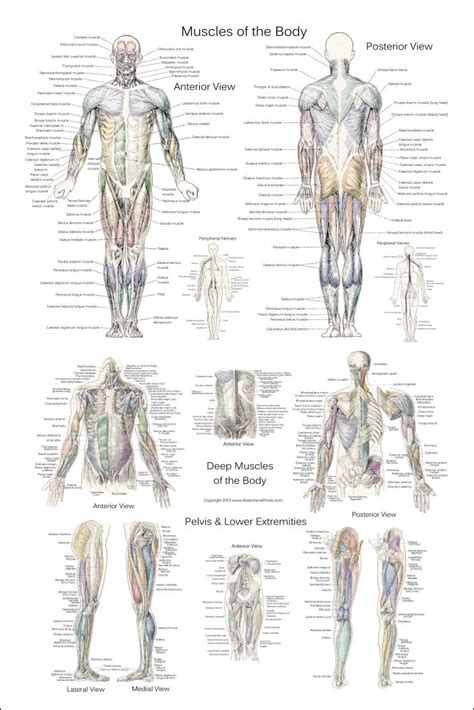 Muscle Anatomy Poster Anterior Posterior And Deep Layers