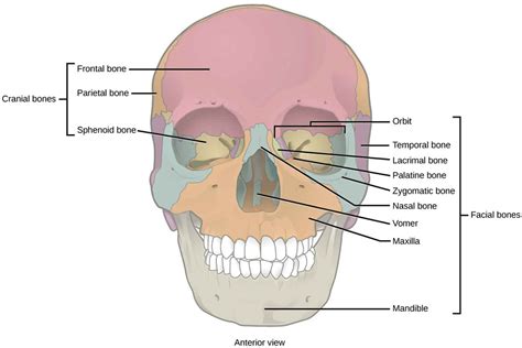 Orbital Floor Fracture Causes Symptoms Diagnosis Treatment And Prognosis