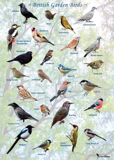 British Garden Birds Identification Poster FOR SALE PicClick UK