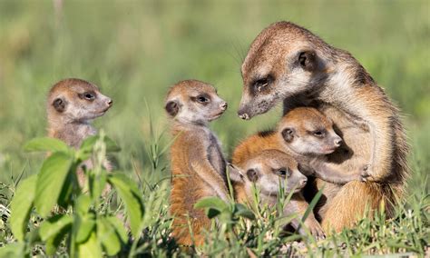 Significado de Soñar con Animales - Significado de Soñar