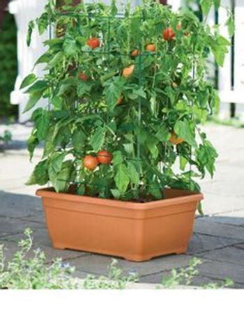Check spelling or type a new query. How to Grow Vegetables indoors without Sunlight | Blog ...