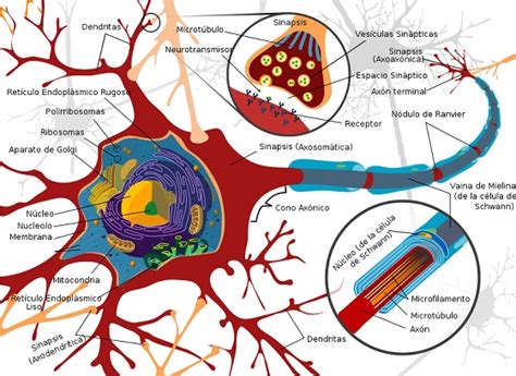 Las Neuronas Estructura Características Y Clasificación