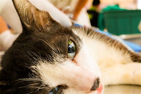 What Causes Mouth Cancer In Cats Oral Cancer In Cats Causes Symptoms