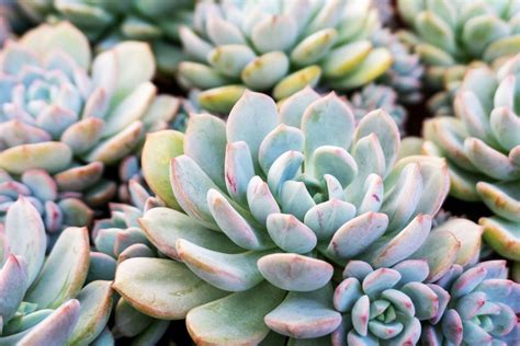 Succulent Plants 11 Types Of Succulents Better Homes And Gardens