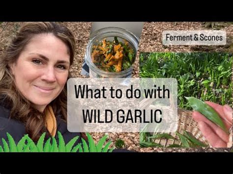 WILD GARLIC Spring FORAGING Ferment And Wild Garlic Scones YouTube