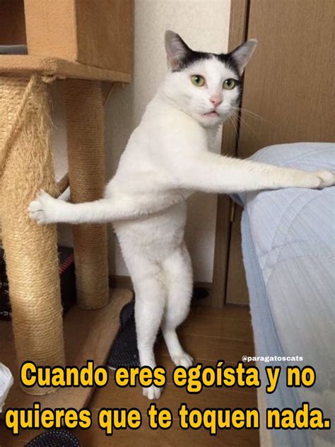 Free Mejores Memes Karen Memes Español Gatos