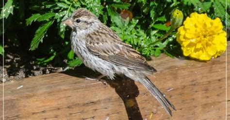 Prairie Nature Juvenile Chipping Sparrow New Baby Bird For Our Regina