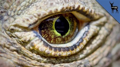 101 scariest horror movies ever. This is The World's Scariest Animal - YouTube