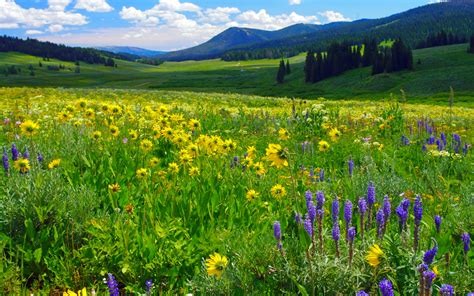 Blue And Yellow Flowers Mountain Meadow Grass Green Mountain Pine
