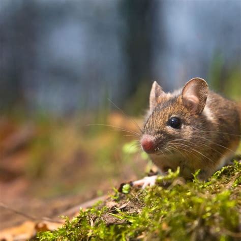 Find pest control services in hartford, ct for home & commercial pest control, bug and animal removal, ant control, termite inspections and treatment, animal control and dead animal removal, and more. mice exterminator ct - Ed Lavery & Sons Pest Control LLC