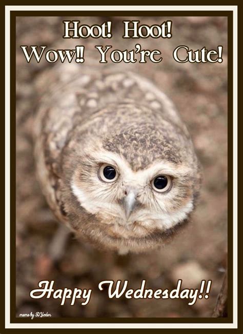 Hoot Hoot Wow Youre Cute Happy Wednesday Owl Happy Wednesday