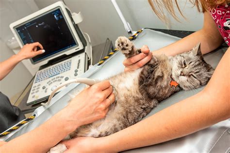 Ultrassonografia Em Pequenos Animais Unimar Ead