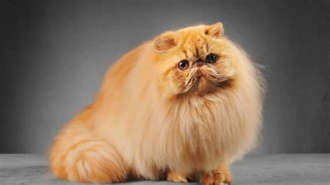Persian Cats Guide In Malaysia For Sell Adopt Care Tips