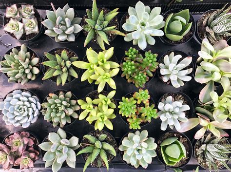 14 Cacti And Succulents Plants To Grow
