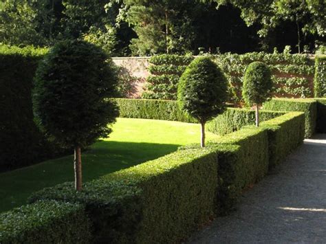 Peter watched the car disappear behind the privet hedge and closed the door. Erddig, clipped privet with topiary yews | privet ...