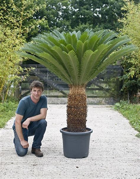 Stunning Cycas Revoluta Sago Palm