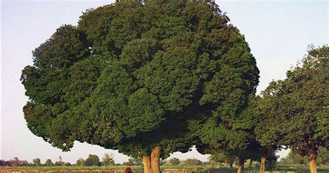 Дерево карагач - возможные болезни, как использовать в ...
