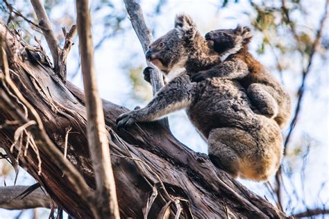 20 Fun Things To Do In Kangaroo Island Australia Frugal Frolicker