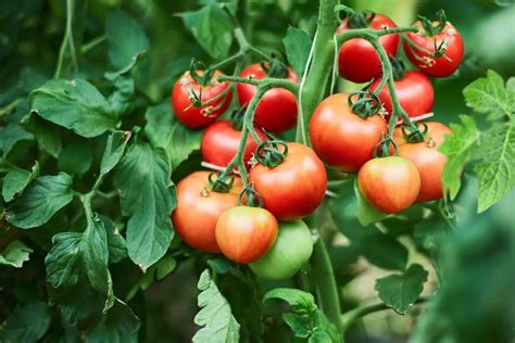 Everything You Wanted To Know About Prairie Fire Tomato