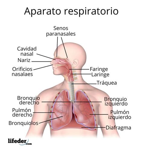 Aparato respiratorio qué es funciones partes enfermedades
