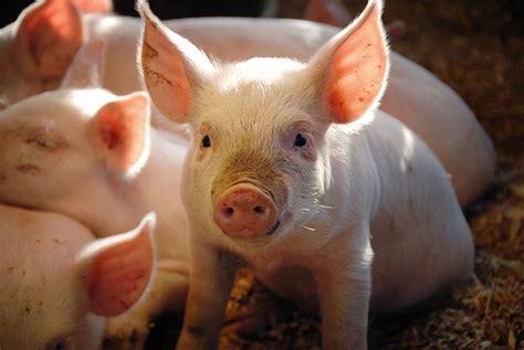 Exploring The Digestive Tract Of Weaned Piglets Dairy Global