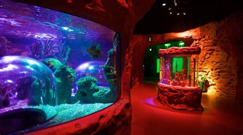 Visit Sea Life Orlando Aquarium In Orlando Expedia