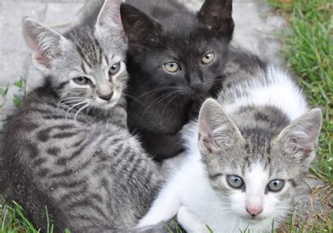 Four Steps To Taming Feral Cats Central Alberta Humane Society