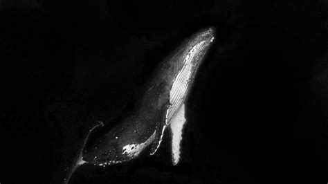 Why Do Sperm Whales Sleep Vertically