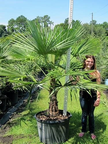 Cold Hardy Palms Palm Trees For Sale 631 714 7256