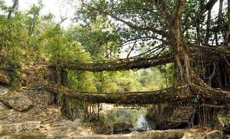 Living Root Bridges Of Meghalaya Makemytrip Blog