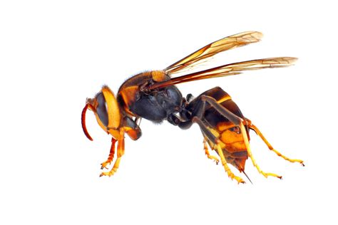 Aziatische wesp of hoornaar steeds vaker te zien op de balearen. Met dit monster krijgen we binnenkort te maken | Foto | AD.nl