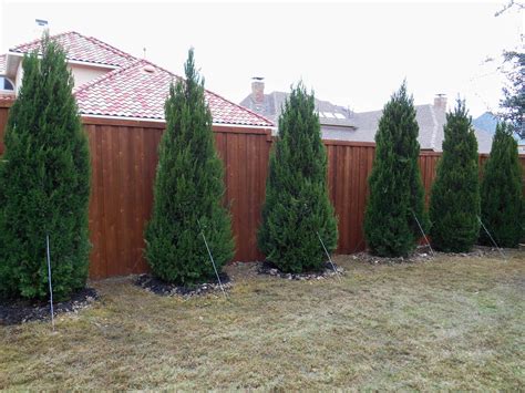 Emerald green arborvitae, thuja green giant, leyland cypress A beautiful hedge of Spartan Junipers for backyard privacy ...