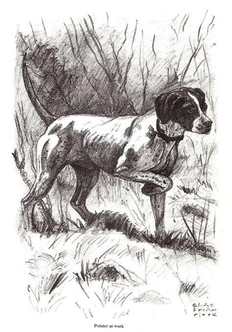 1962 Vintage Pointer Print Pointer Hunting Dog Illustration Etsy