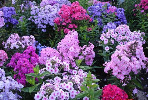Perennial And Annual Phlox Planting And Care Varieties With Photos