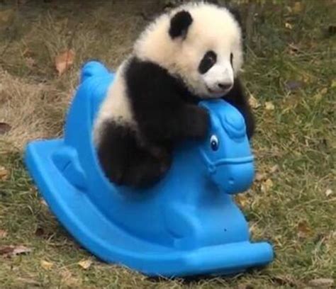 Bored Panda Cute Baby Animals Animals World