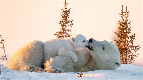 Download 1920x1080 Polar Bears Cub Sunset Snow Cold Daytime Cute