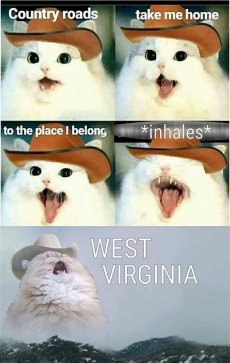 Cowboy Cat Singing Meme Bmp Floppy