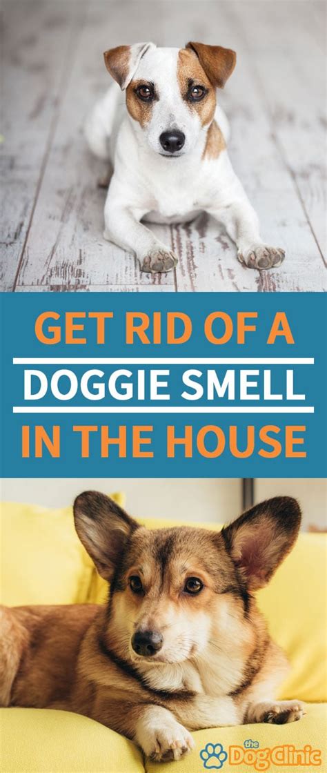 How To Get Rid Of Dog Smell In House Reddit - How To Make My Dog Smell Better Reddit