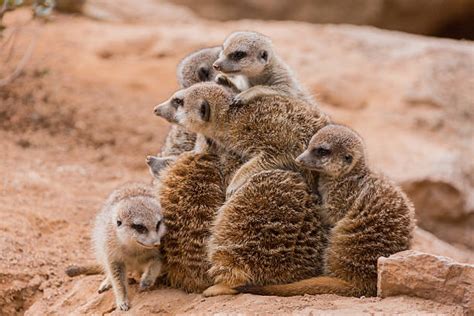 180 Meerkats Hugging Stock Photos Pictures And Royalty Free Images Istock