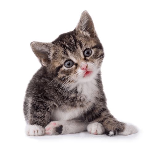 Cute Kitten Transparent PNG - PNG Mart