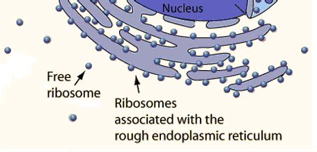It is not found in animal cells. Human Biology Online Lab / Ribosomes: The Cell's Protein ...