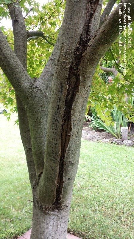 A nice addition for a small yard. Garden Pests and Diseases: Sick Japanese Maple, 2 by Bails
