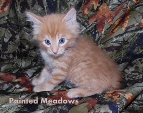 Highland Lynx And Desert Lynx Kittens For Sale In Harrisville Pennsylvania Classified