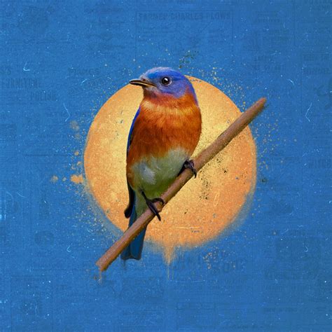 The Eastern Bluebird Illustration