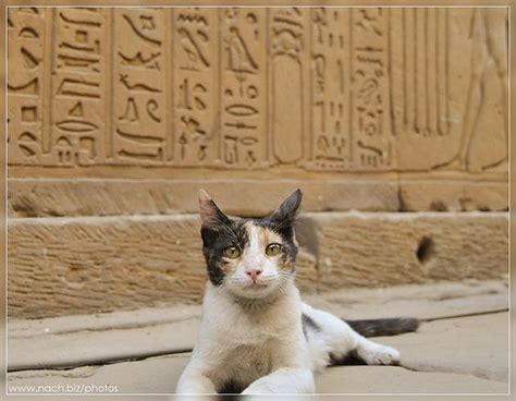 12 Photos Of Cats Exploring Ancient Egypt Egyptian Streets