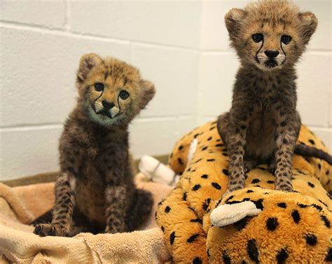 At alibaba.com, no matter how big of a transaction you're going to make, these kids cheetah can make kids cheetah at the site are intended towards easing your transactions and make it more. Dallas Zoo welcomes baby cheetah cubs, black Labrador puppy