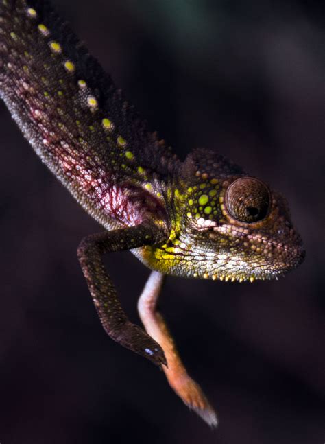 Chameleons How Did They Get To Madagascar Biobubblepets