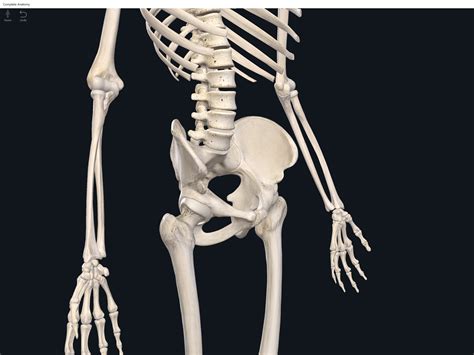 Human Pelvic Bone Anatomy